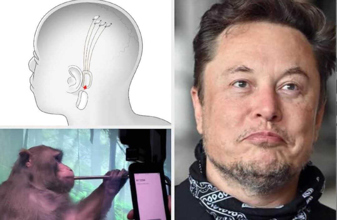 Elon Musk reveals his company's microchip for human brain is ready from 2022