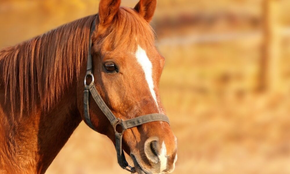 Which Breed Of Horse Is The Fastest?