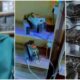 "How does it work": Nigerian lady purchase machines that give her over N10k daily