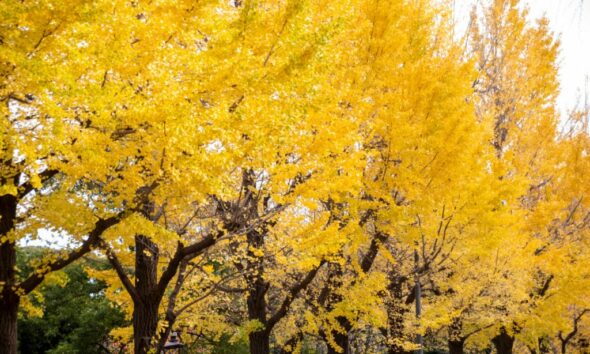 Japan’s ‘Yellow tree-lined street’ is so beautiful it ‘doesn’t feel real’